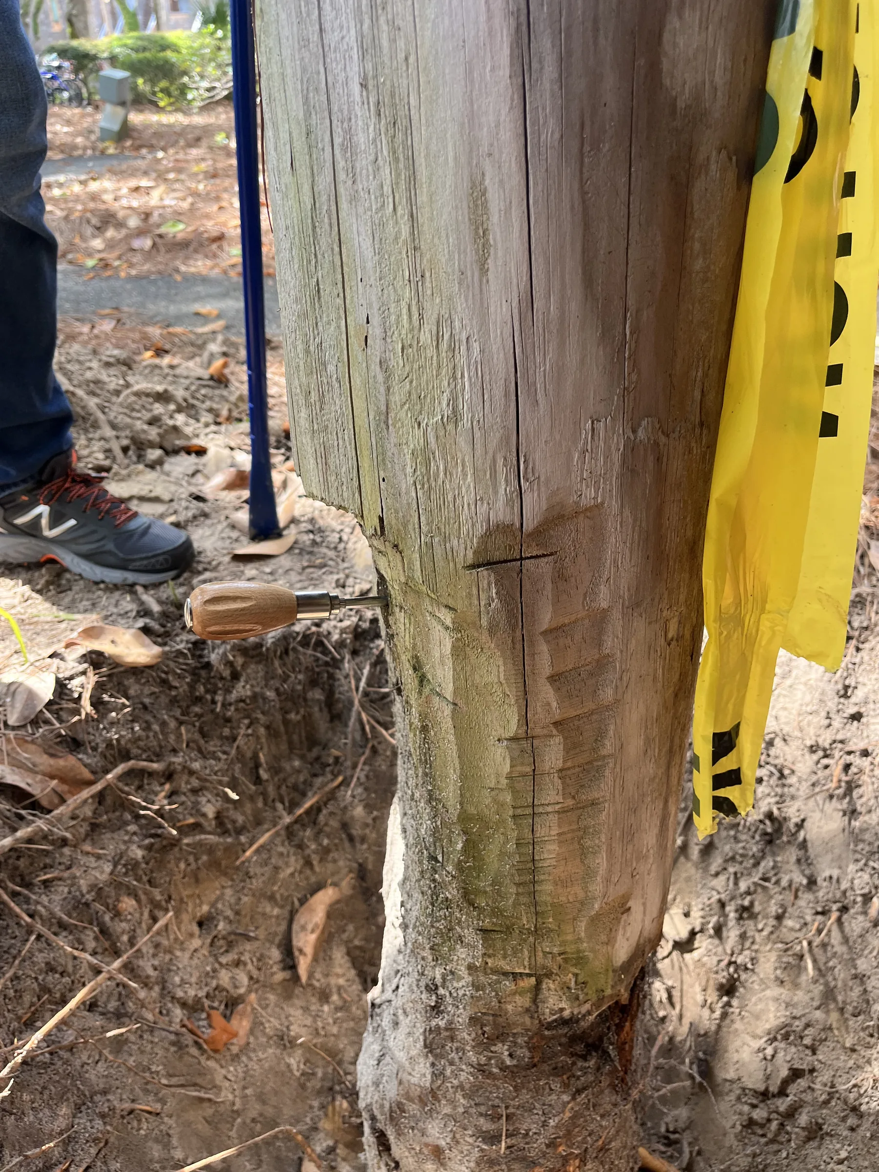 Marked and probed wood foundation piling deterioration
