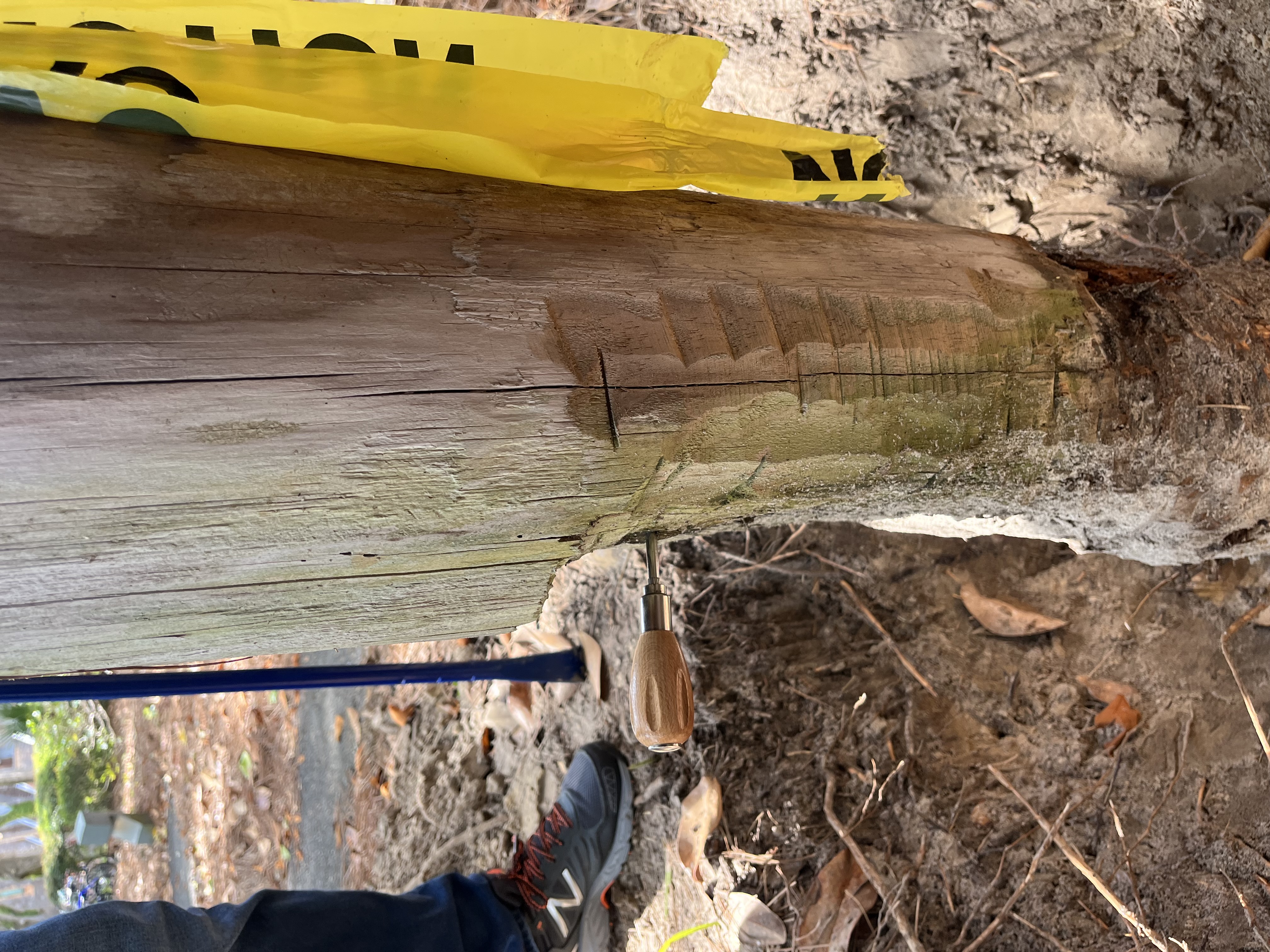 Marked and probed wood foundation piling deterioration